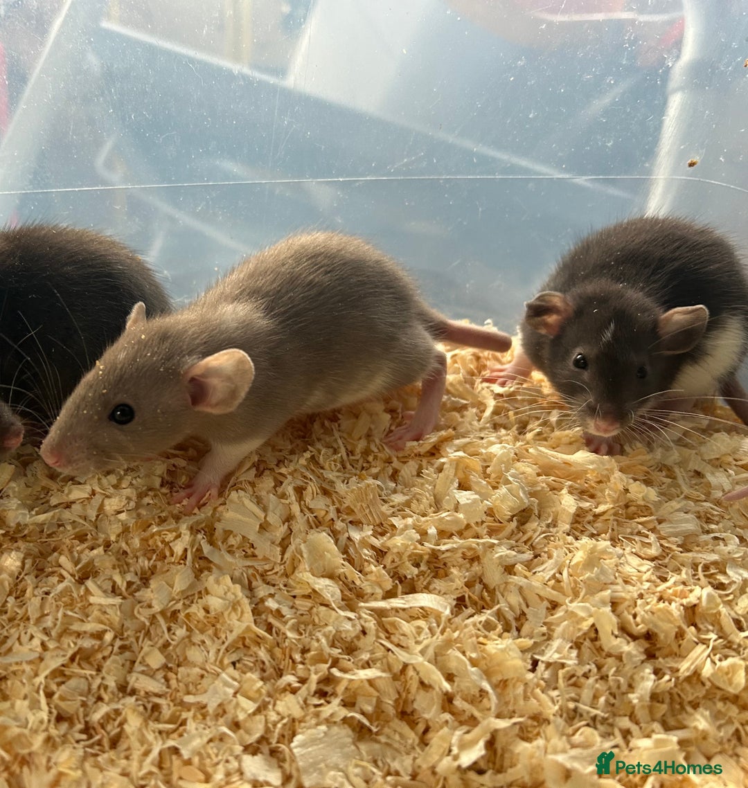 Rat rodents for sale: Beautiful baby rats for sale  - Advert 3