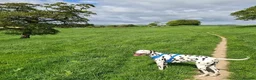 Dalmatian dogs for sale: Blue is looking for his second home *please read* in Lancaster - Advert 10