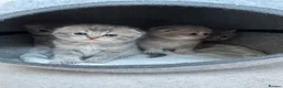 Scottish Fold cats for sale: Tica Scottish fold kittens - Advert 34