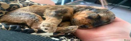 Cockapoo dogs for sale: Toy poodle puppys in Winchester - Advert 4
