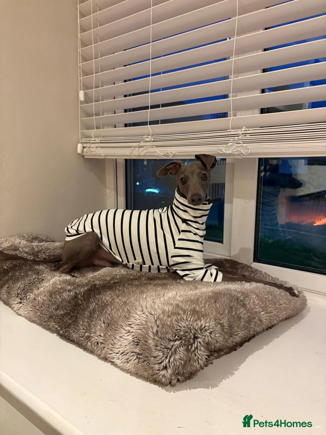Italian Greyhound dogs for stud: Blue Italian greyhound for stud  - Advert 1