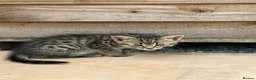 Mixed Breed cats for sale: Kittens  - Advert 3