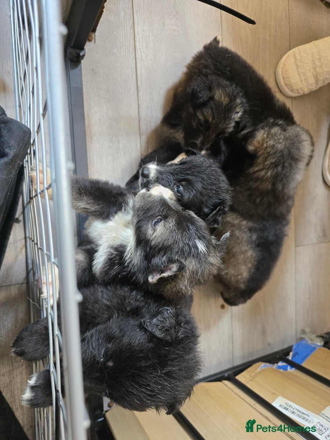 Mixed Breed dogs for sale: German Shepherd X Puppies - Image 8