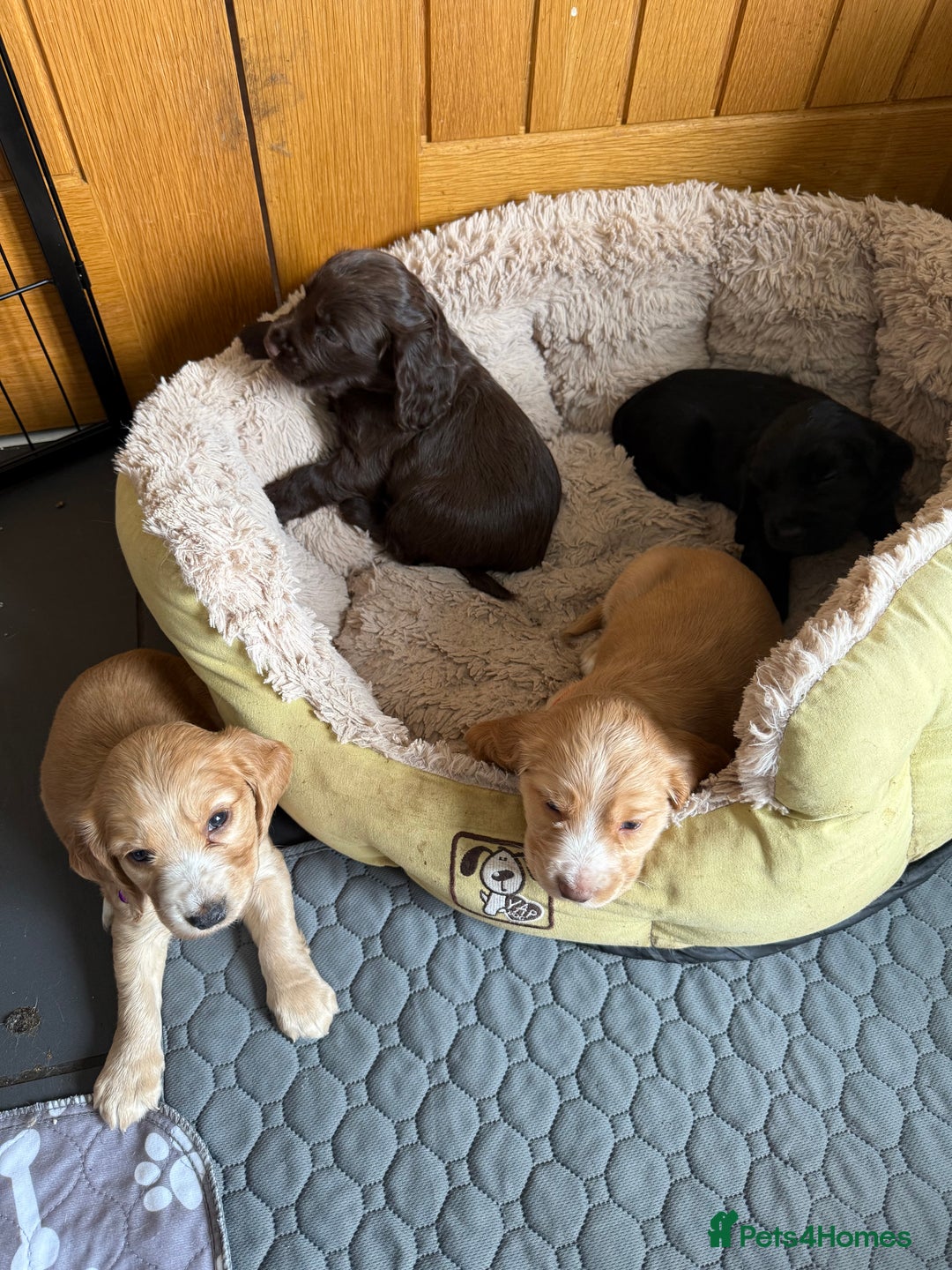 Cocker Spaniel dogs for sale: Cocker spaniel puppies for sale  - Image 17