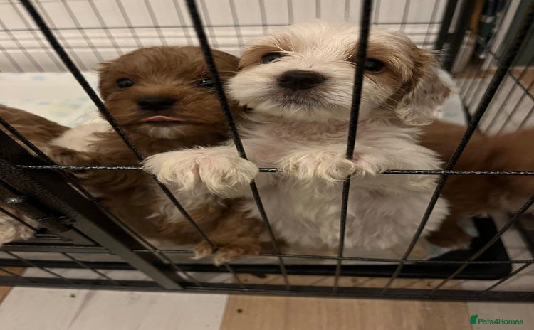 Mixed Breed dogs - Advert 6