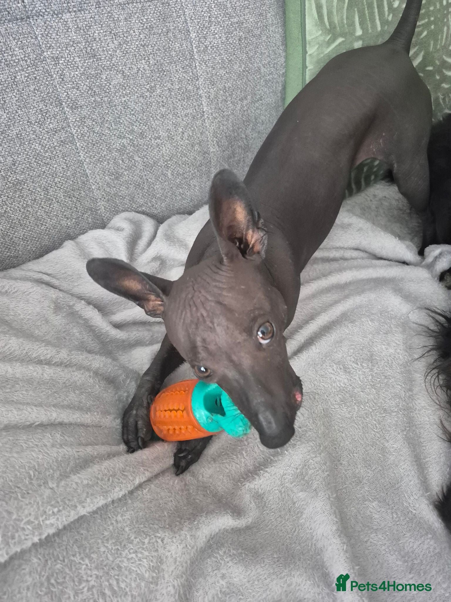Mexican Hairless dogs Mexican hairless xolo  - Advert 1