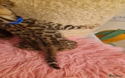 Bengal cats for sale: Amazing Bengal kittens 🥰 last boy left ❤️ in Corby - Image 23
