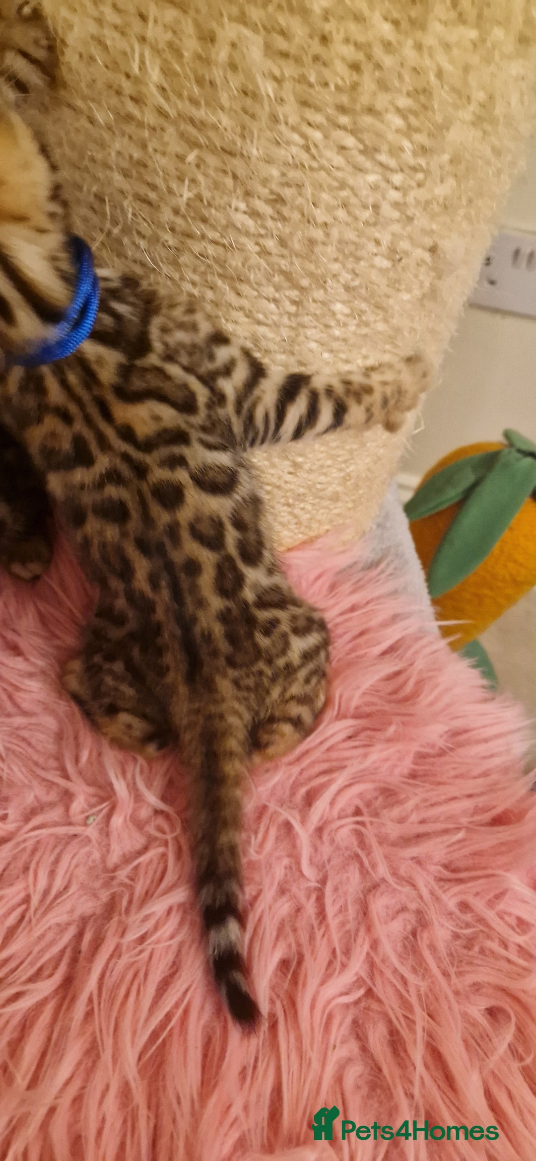 Bengal cats for sale: Amazing Bengal kittens 🥰 last boy left ❤️ in Corby - Image 23