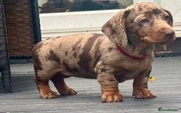 Miniature Dachshund dogs for sale: Miniature Dachshund Puppies - Image 9