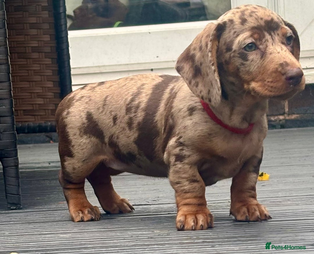 Miniature Dachshund dogs for sale: Miniature Dachshund Puppies - Image 9