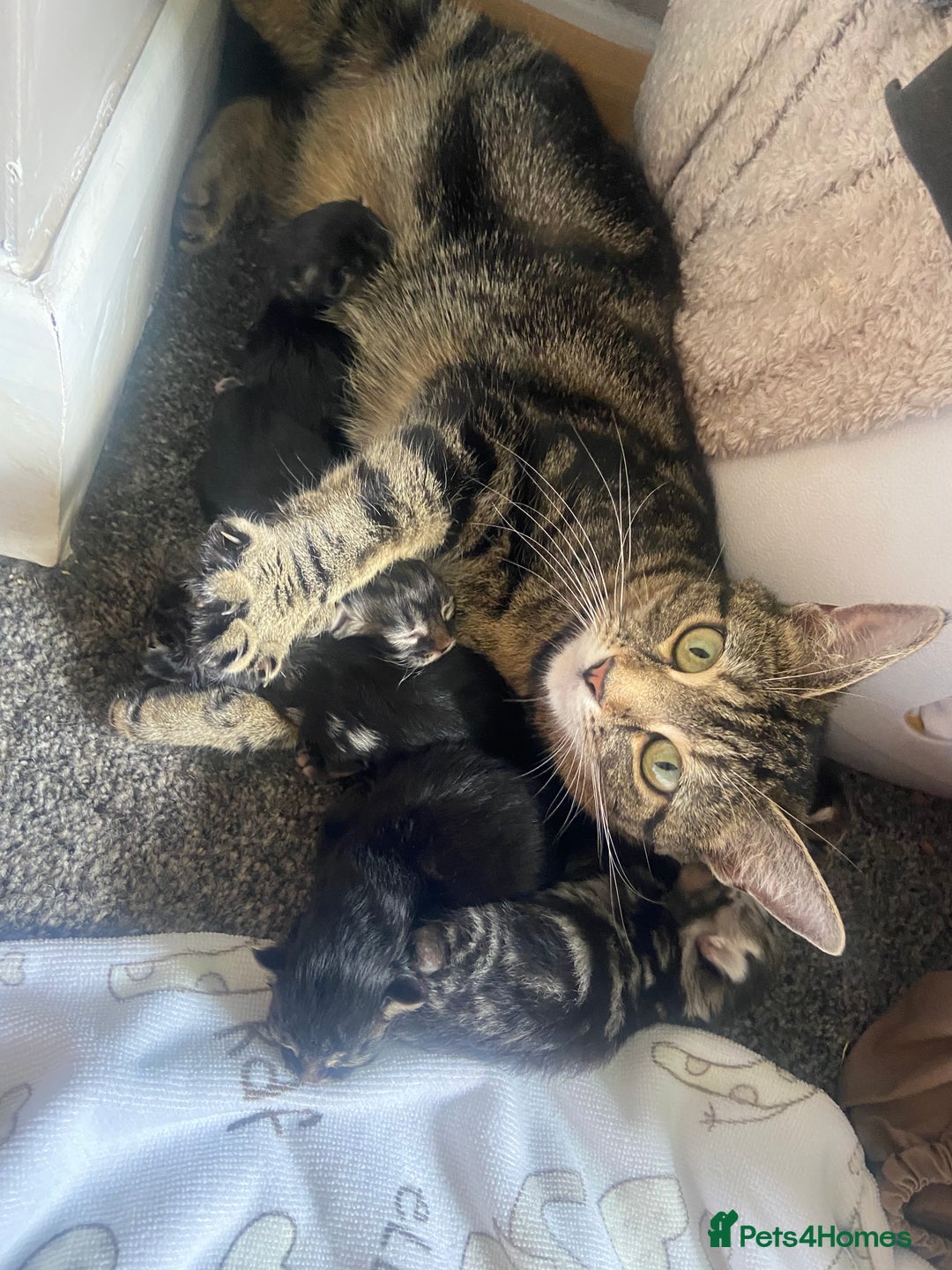 Mixed Breed cats for sale: Long haired tabby kittens  - Image 8