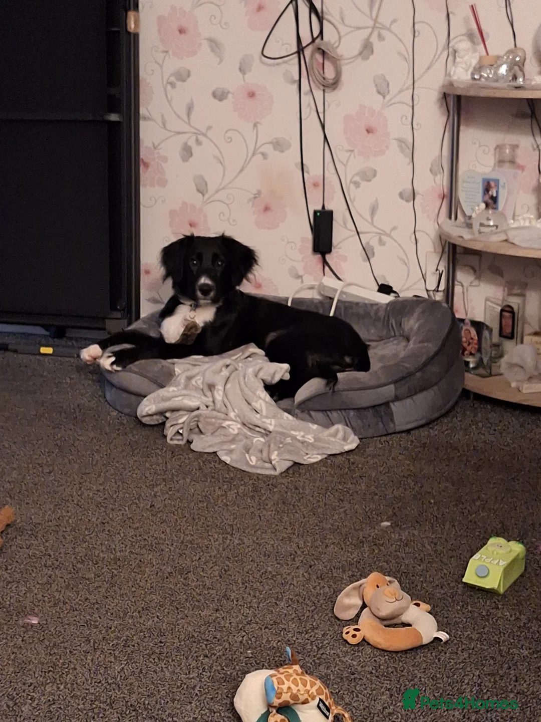 Mixed Breed dogs for sale: Springer x belguim shep - Advert 2