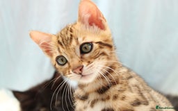 Bengal cats for sale: 🔥Absolute stunning little Talia ready to leave🔥 - Image 24