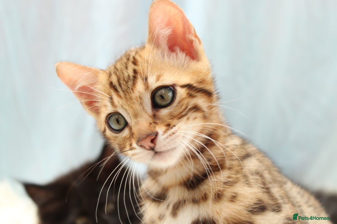 Bengal cats for sale: 🔥Absolute stunning little Talia ready to leave🔥 - Image 24