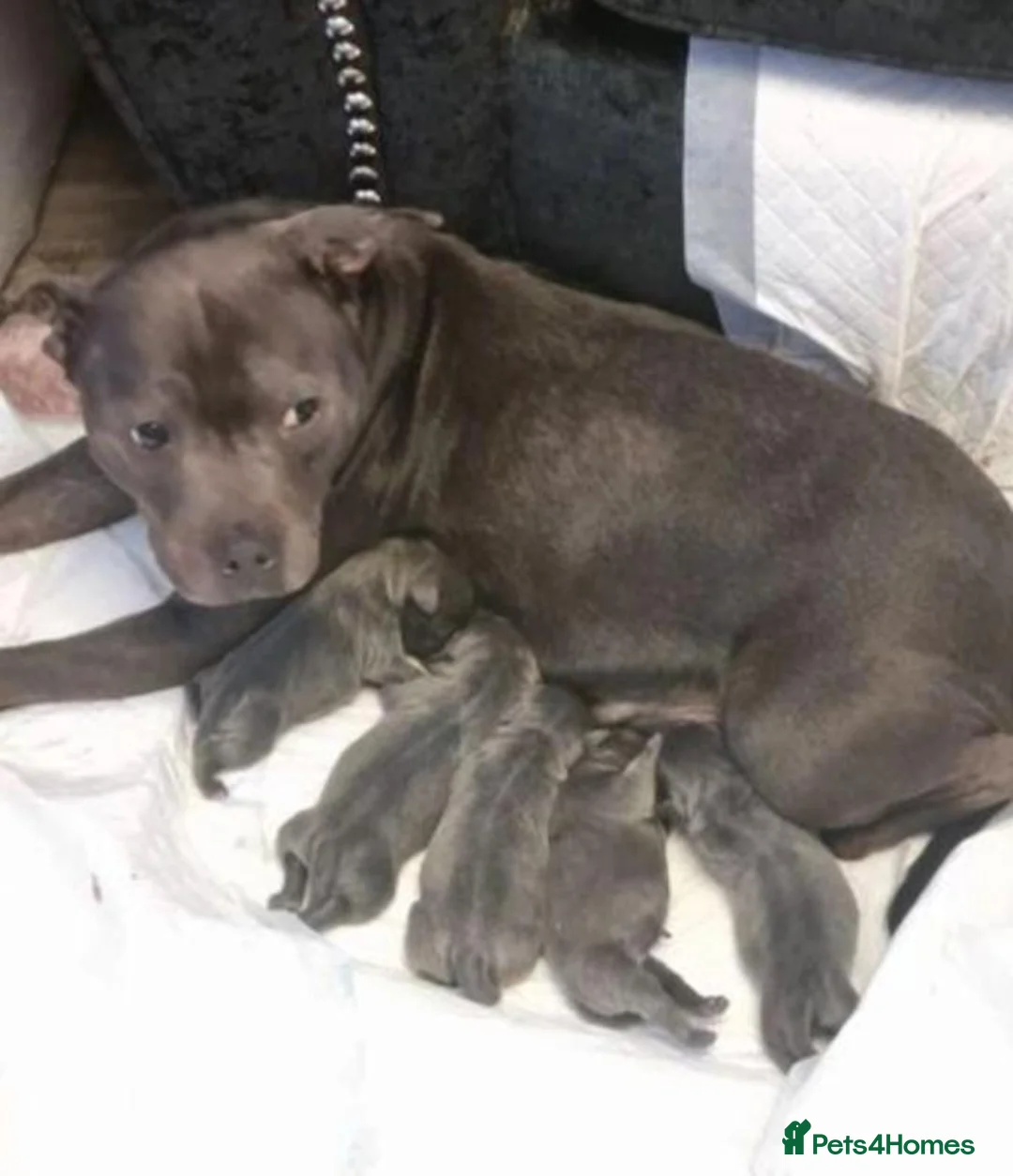 Staffordshire Bull Terrier dogs for sale: 👑🏡Active happy blue🏡 staffy secure yours🏡👑  in Hove - Advert 6