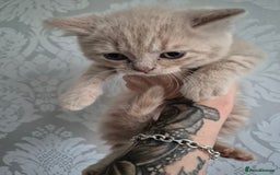 British Shorthair cats for sale: British shorthair kittens - Image 16