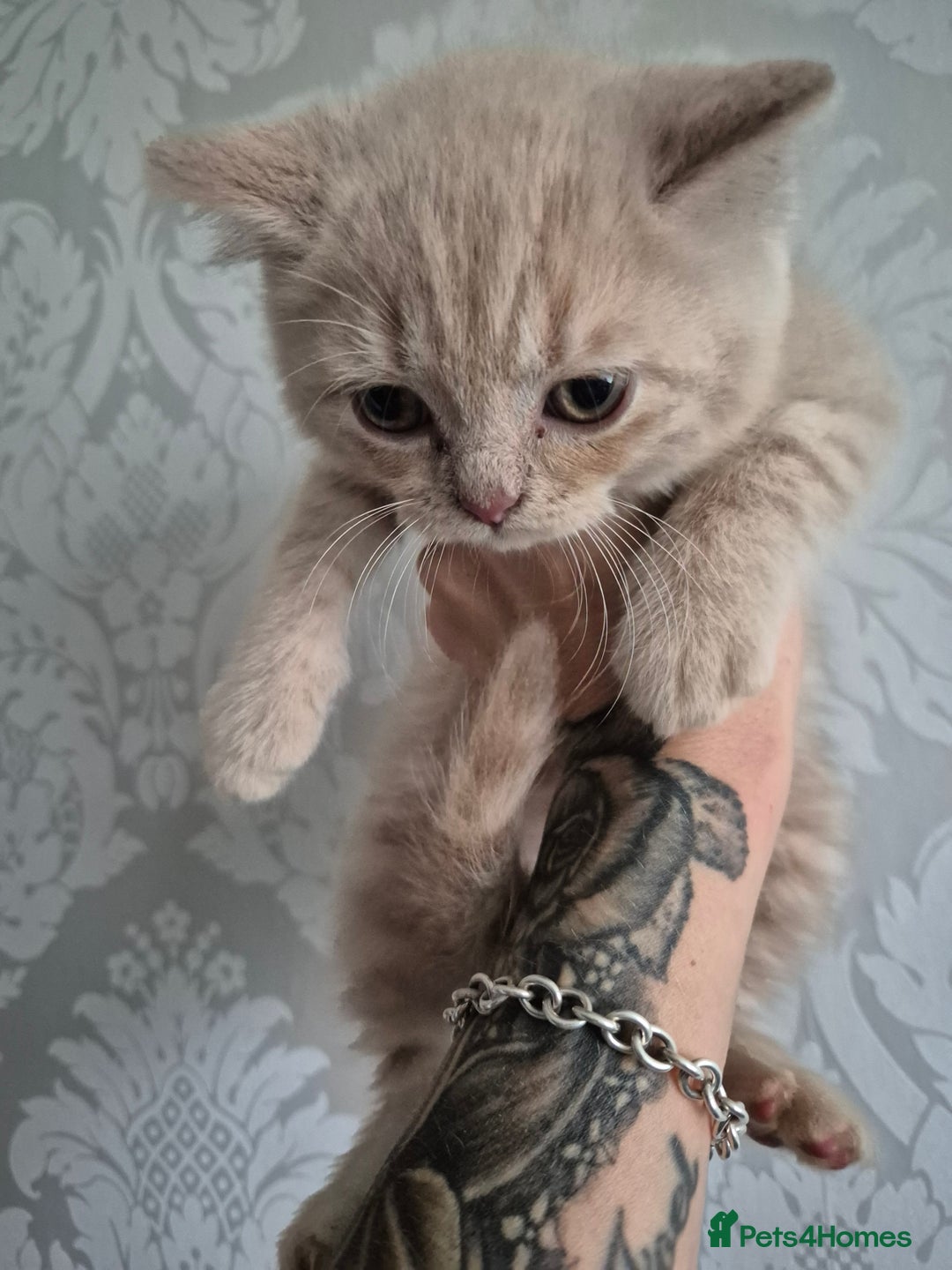 British Shorthair cats for sale: British shorthair kittens - Image 16