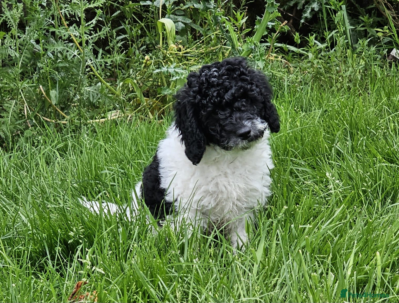 Cavapoo dogs LAST BOY VET CHECKED STUNNING F1B CAVAPOO   - Advert 2