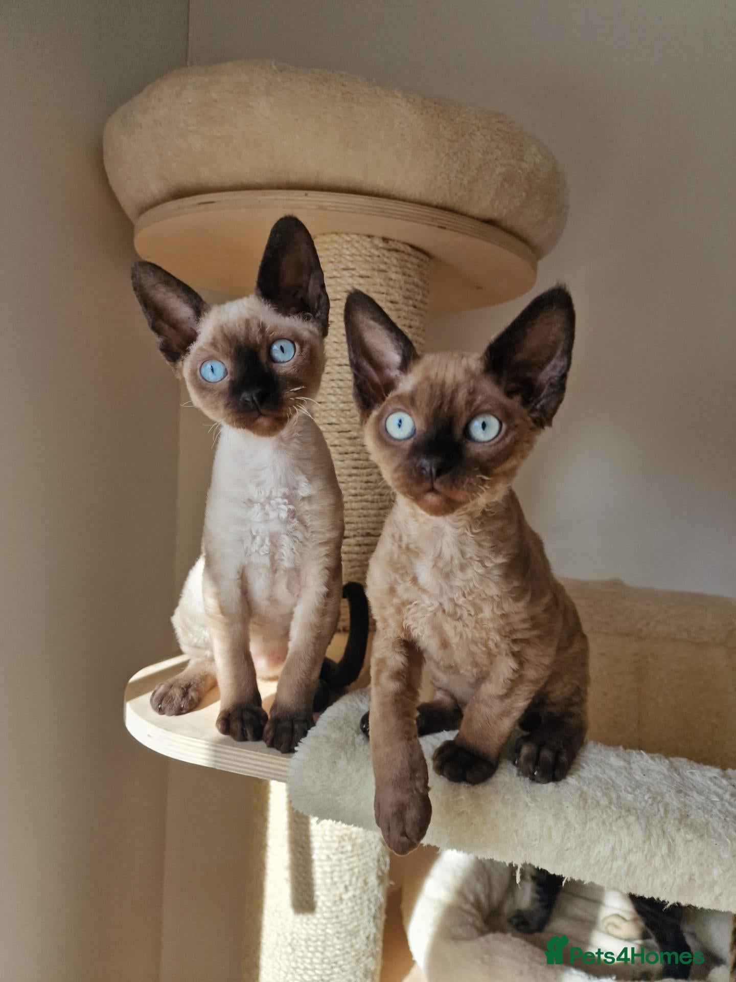 Devon Rex cats Adorable Devon Rex Kittens 💕 - Advert 1