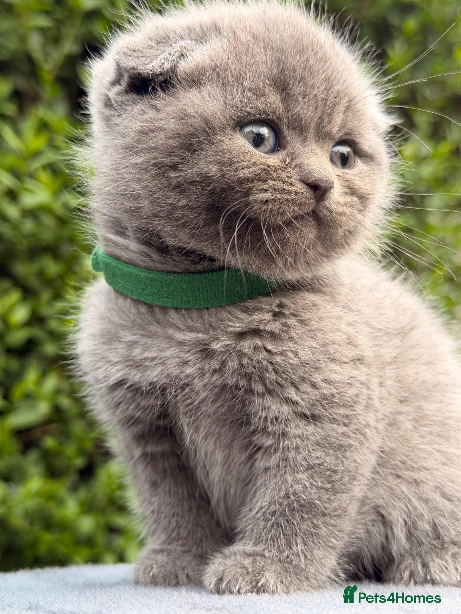 Scottish Fold cats Beautiful Scottish Fold Kittens for Sale 🐾 - Advert 2