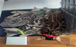 Bengal cats for sale: 🏡Stunning Tica registered Bengal Kittens  🐾 - Image 19