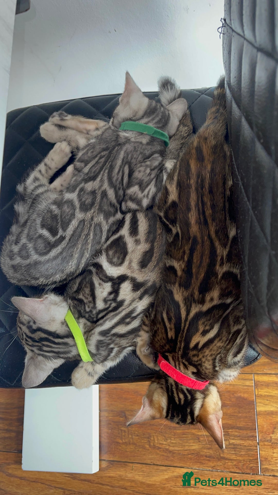 Bengal cats for sale: 🏡Stunning Tica registered Bengal Kittens  🐾 - Image 19