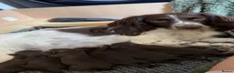 Mixed Breed dogs for sale: Sprockerpoo puppies in Callington - Advert 2