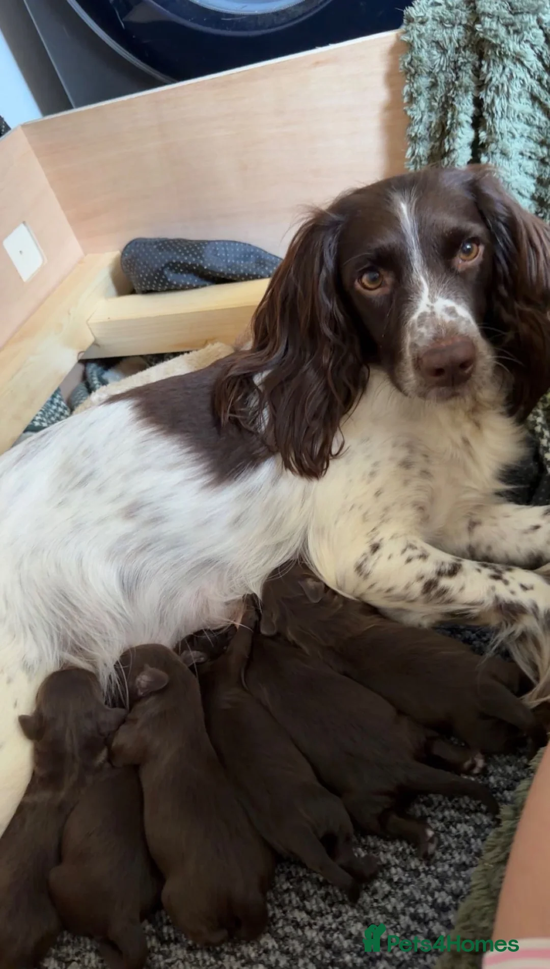 Mixed Breed dogs for sale: Sprockerpoo puppies in Callington - Advert 2