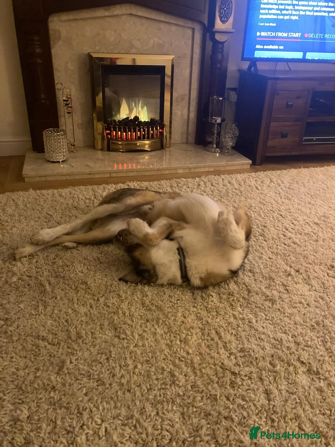 Mixed Breed dogs for adoption: 🐾💛Meet DIGBY - an Affectionate Big Softie! 💛🐾 - Advert 26