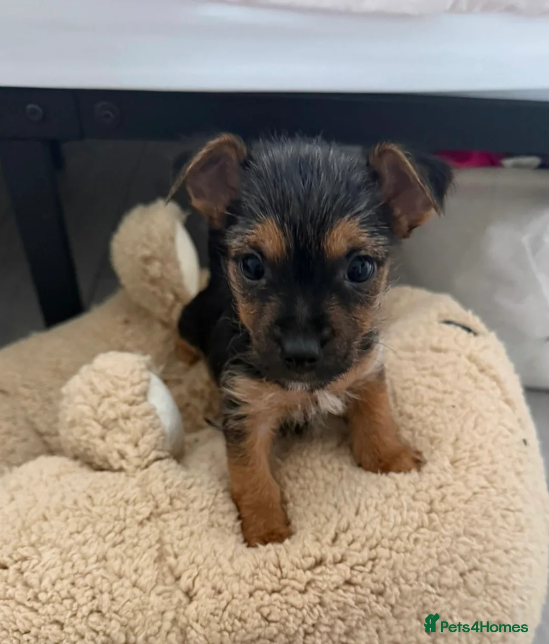 Chorkie dogs for sale: Cutest male Chorkie puppy - extra goodies included - Advert 2