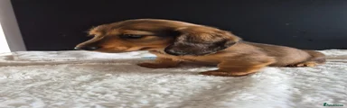 Miniature Dachshund 2