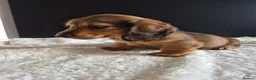 Miniature Dachshund dogs for sale: KC Reg Miniature Long-Haired Dachshund Ready Now!  - Advert 10
