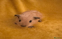 Guinea Pig rodents for sale: Mixed Guinea Pig babies  - Advert 1