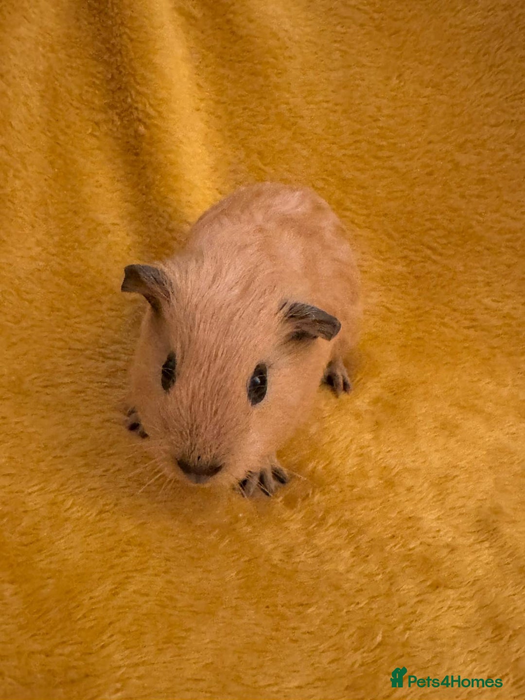 Guinea Pig rodents for sale: Mixed Guinea Pig babies  - Advert 1