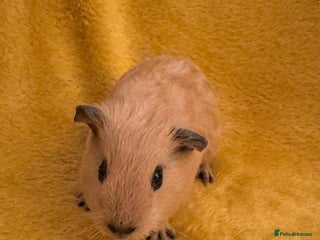 Guinea Pig rodents for sale: Mixed Guinea Pig babies - Advert 1