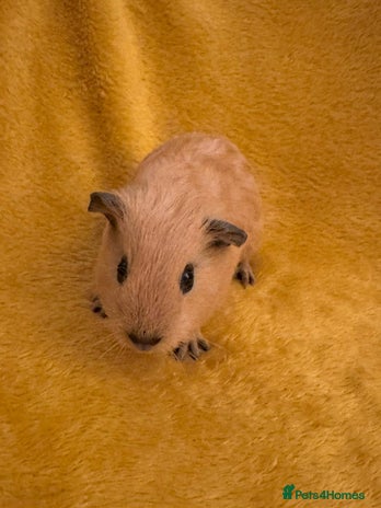 Guinea Pig rodents Mixed Guinea Pig babies - Advert 4