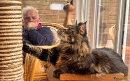 Maine Coon cats for sale: Beautiful Maine Coon Male - Image 3