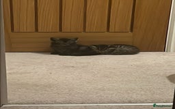 Mixed Breed cats for sale: British shorthair X British shorthair x Tabby - Image 7
