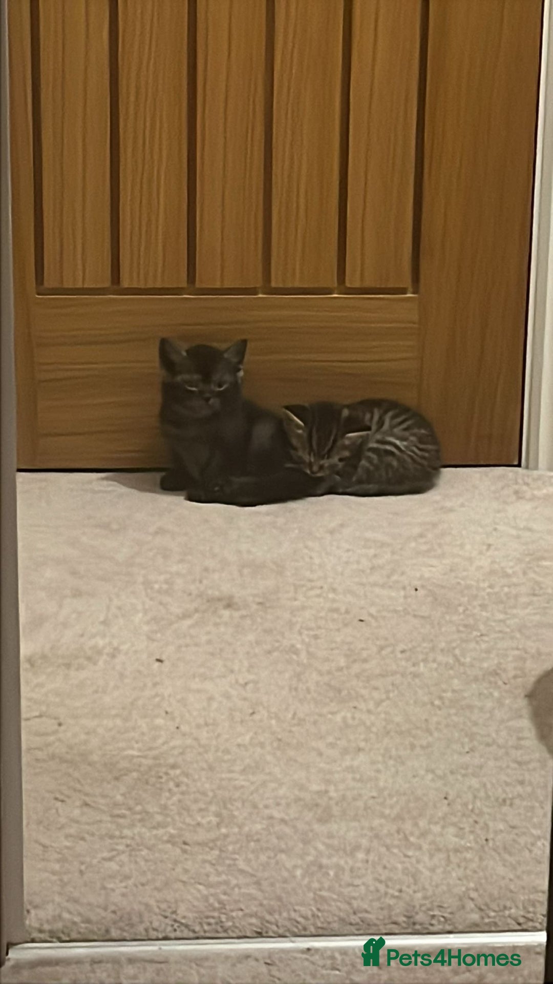 Mixed Breed cats for sale: British shorthair X British shorthair x Tabby - Image 7