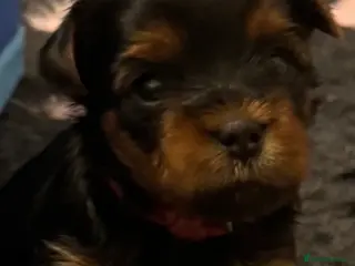 Yorkshire Terrier dogs Yorkshire Terrier Boys~Harry, Ron, Fred & George - Advert 9