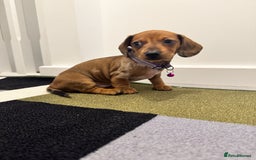 Dachshund dogs for sale: Dachshund female and male puppies  - Image 6