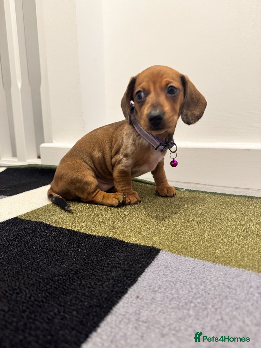 Dachshund dogs for sale: Dachshund female and male puppies  - Image 6