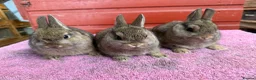 Netherland Dwarf rabbits for sale: Young Netherland Dwarfs - Advert 9