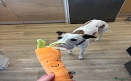 Whippet dogs for sale: K.c2 year old male whippet kennel club registered  - Image 2