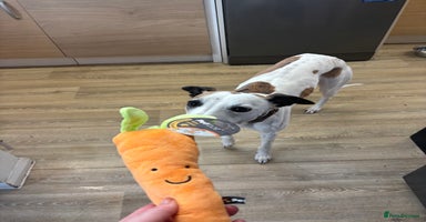 Whippet dogs - Advert 12