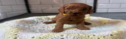 Cavapoo dogs for sale: Beautiful Cavapoo pups ready to leave 20th August! in Thetford - Advert 8