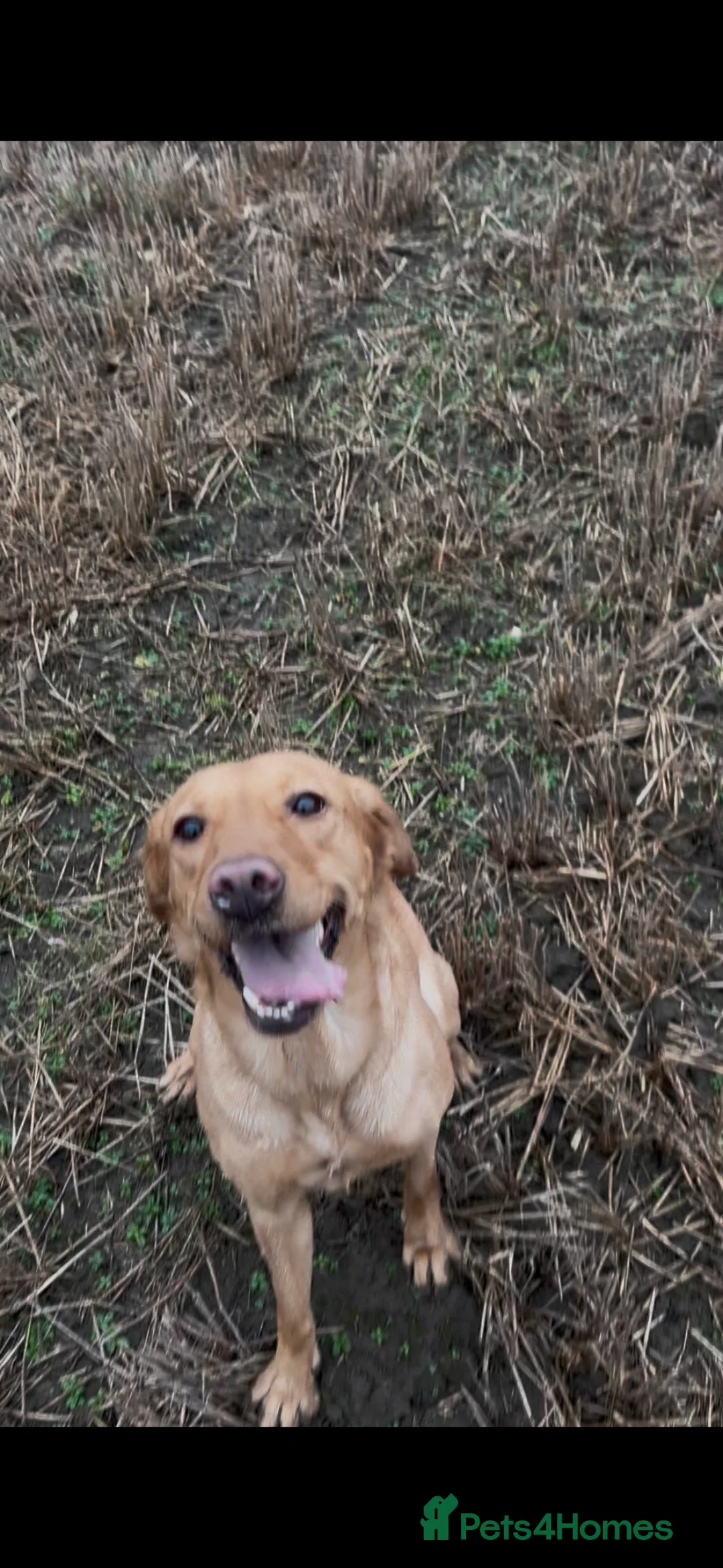 Labrador Retriever dogs for sale: Rox red Labrador  - Advert 2