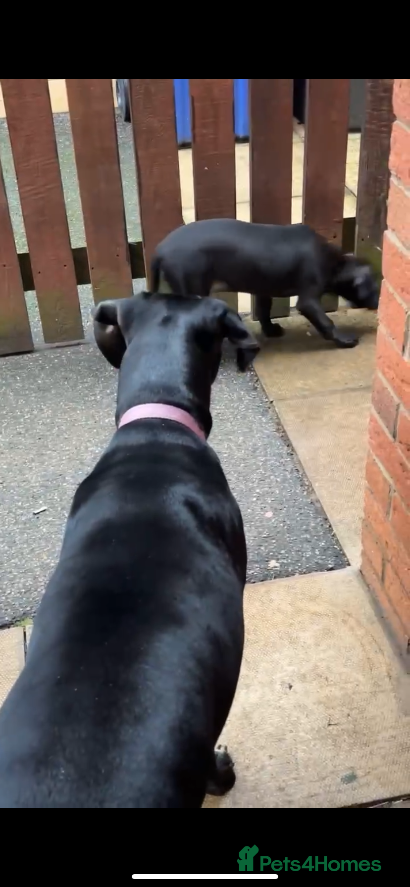 Mixed Breed dogs Dalmation x staffie x lab - Advert 8