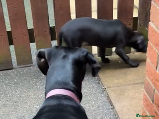 Mixed Breed dogs Dalmation x staffie x lab - Advert 8