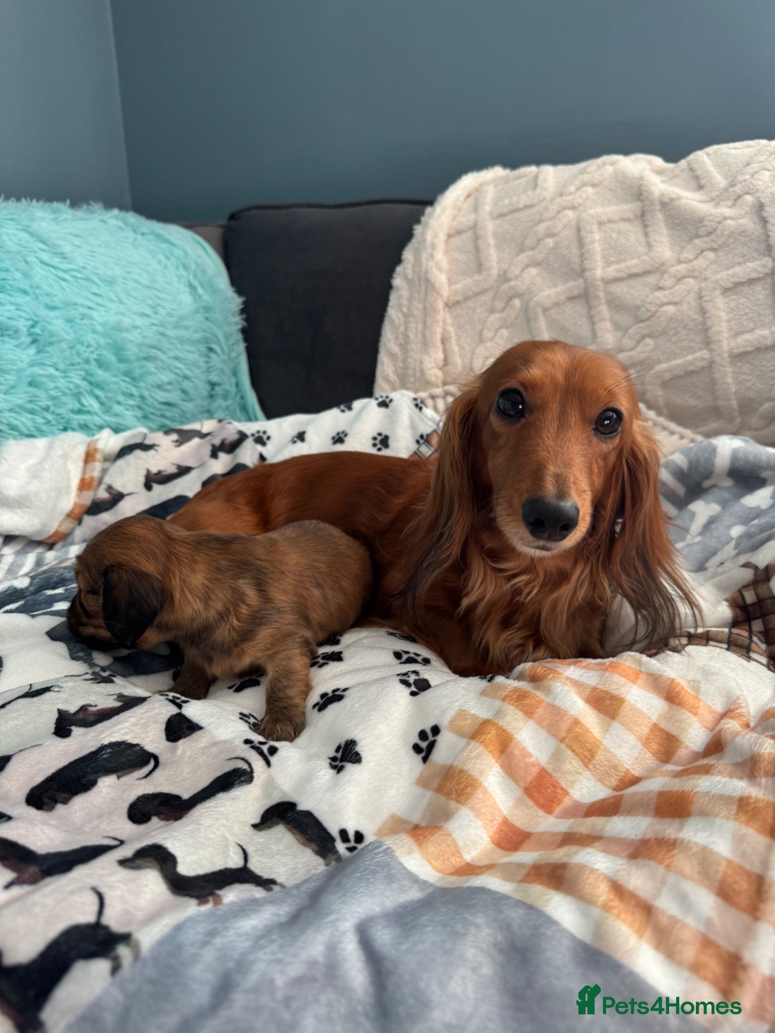 Miniature Dachshund dogs  LONG HAIR MINI DOXIE / RUSSIAN CHAMP BLOODLINE - Advert 1